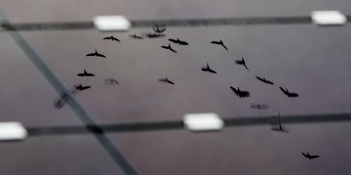 Reflection of birds in solar panels. (Photo: Ole Martin Wold)